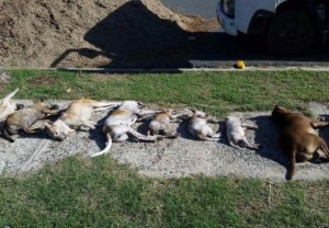 Foto de Animales Muerto, tomada de Noticia Libre.