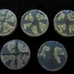 Bacterias contra la contaminación ambiental
