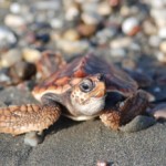 Descubren en Portugal el caparazón de una tortuga única del Jurásico