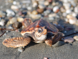 Descubren en Portugal el caparazón de una tortuga única del Jurásico
