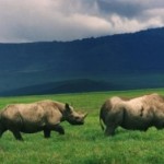 Más de mil rinocerontes asesinados, víctimas de la caza furtiva en Sudáfrica