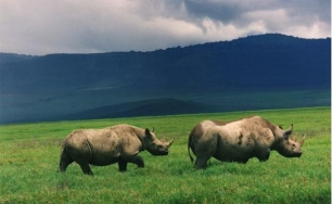 Más de mil rinocerontes asesinados, víctimas de la caza furtiva en Sudáfrica