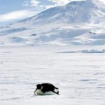 El cambio climático hace impredecible el futuro del pingüino