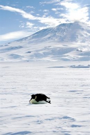 Google Street View nos enseña a los osos polares en el Ártico