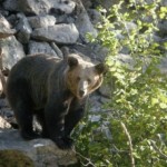 El declive de los grandes depredadores un problema mundial de conservación