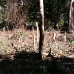 DESTROZAN E INVADEN FINCA RUINAS SANTIAGO VIEJO