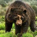 Oso andino en serio peligro de extinción