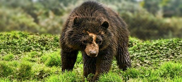 Oso andino en serio peligro de extinción