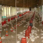 Avicultores saludan levantamiento de veda a pollos y huevos