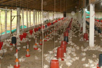 Avicultores saludan levantamiento de veda a pollos y huevos