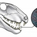 El precursor de los mamíferos hace más de 270 millones de años ya desgarraba grandes presas con su dentadura