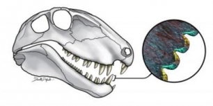 El precursor de los mamíferos hace más de 270 millones de años ya desgarraba grandes presas con su dentadura