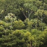 Brasil pone en funcionamiento drones de vigilancia para evitar la deforestación de la Amazonia