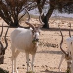 La biodiversidad del Sahara en ‘peligro inminente’