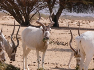 La biodiversidad del Sahara en ‘peligro inminente’
