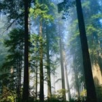 Día Internacional de los Bosques, 21 de marzo