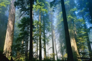 Día Internacional de los Bosques, 21 de marzo