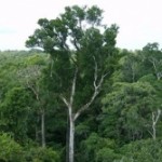 La Amazonia reduce considerablemente el CO2 del planeta