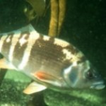Identifican nuevos centros de biodiversidad en el mundo