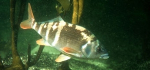 Identifican nuevos centros de biodiversidad en el mundo