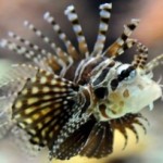 Controlan impacto ambiental del pez león en el mar Caribe
