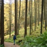 Global Forest Watch, la plataforma ‘on line’ para la protección de los bosques en el mundo