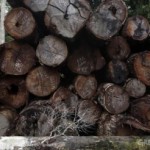 Brasil, ‘madera bajo sospecha’