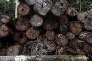 Brasil, ‘madera bajo sospecha’