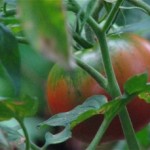 Los cultivos transgénicos ponen en peligro la agricultura ecológica