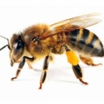 Descubre los dos insecticidas que ‘arrasan’ con las abejas