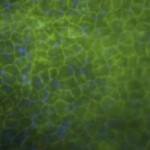 Crean una planta transgénica para producir biocombustibles