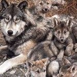 Apenas quedan 350 ejemplares del lobo gris