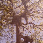 Matamos nuestra vida cuando eliminamos nuestros grandes arboles.