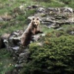 Muere en Francia oso Balou el único de su especie del Pirineo catalán no emparentado con Pyros