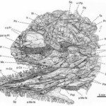 Conoce al primer reptil, un lagarto de 308 millones de años