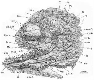 Conoce al primer reptil, un lagarto de 308 millones de años