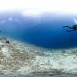Los corales del Caribe con ‘fecha de caducidad’ año 2034