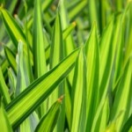 Las plantas se ‘reinventan’ en respuesta al aumento de CO2