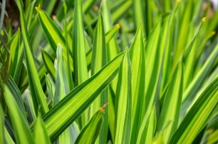 Las plantas se ‘reinventan’ en respuesta al aumento de CO2