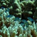 El cambio climático puede impedir el reconocimiento entre los peces para formar grupos