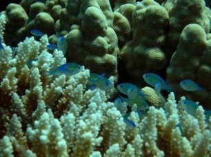 El cambio climático puede impedir el reconocimiento entre los peces para formar grupos