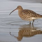 Más del 10% de las aves del planeta están amenazadas de extinción