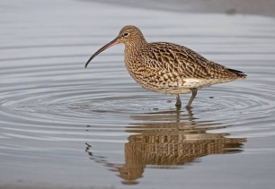 Más del 10% de las aves del planeta están amenazadas de extinción