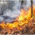Los incendios forestales desde 1950