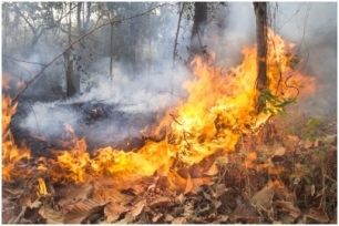 Los incendios forestales desde 1950