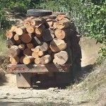 La fundación Unidos Sin Fronteras y Comunitarios de Juncalito piden el cese de la tala de arboles