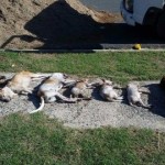 SOECI CONDENA MUERTE DE PERROS Y GATOS EN LA FERIA GANADERA Y MAIMON.
