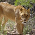 La crueldad y miserias que pasan los animales explotados en los circos