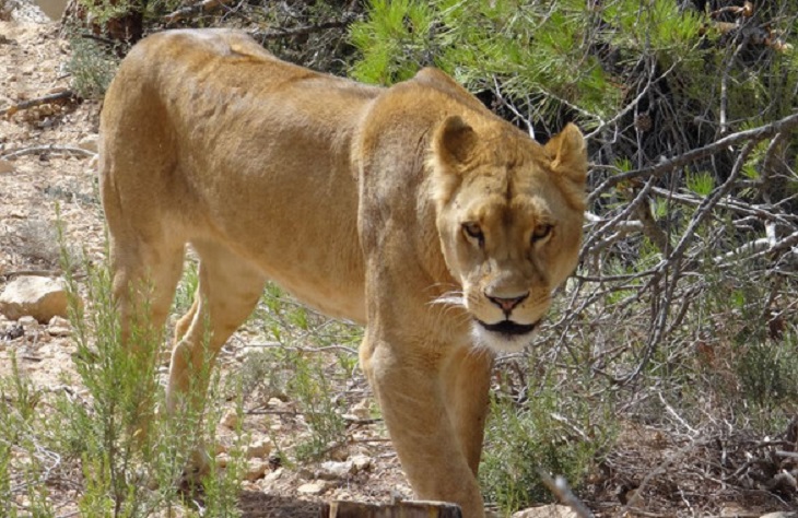 La crueldad y miserias que pasan los animales explotados en los circos
