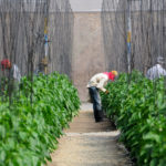 Presidente FIDA expresa admiración por reducción pobreza y políticas agropecuarias